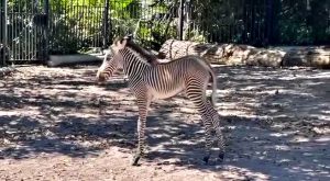 Ecco la rara zebra di Grevy appena nata al Bioparco di Roma