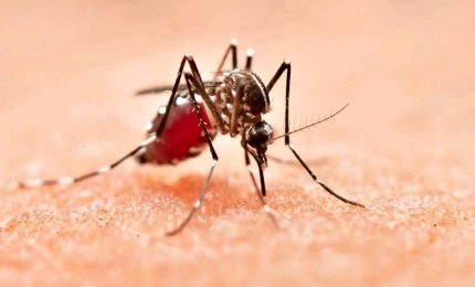 No rischi malaria in Italia ma serve Piano Marshall anti-zanzare