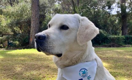 Arrivano i "tartadogs" per la ricerca dei nidi di tartaruga marina