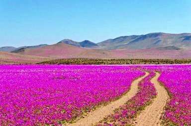 L'arido deserto di Atacama in Cile diventa un prato fiorito