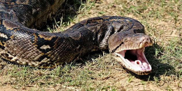 Un pitone attacca una donna mentre dorme nella sua casa: un’ora di terrore