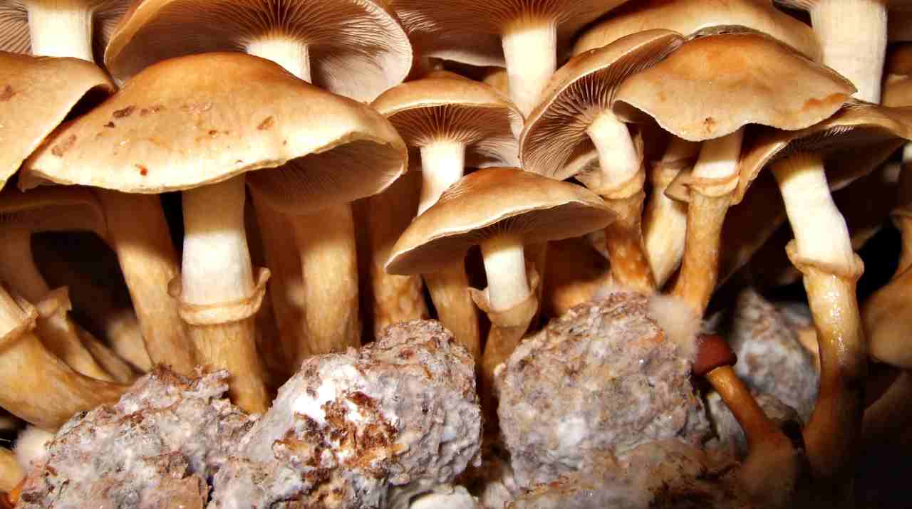 Una batteria biodegradabile a base di funghi: l’innovazione dell’Empa