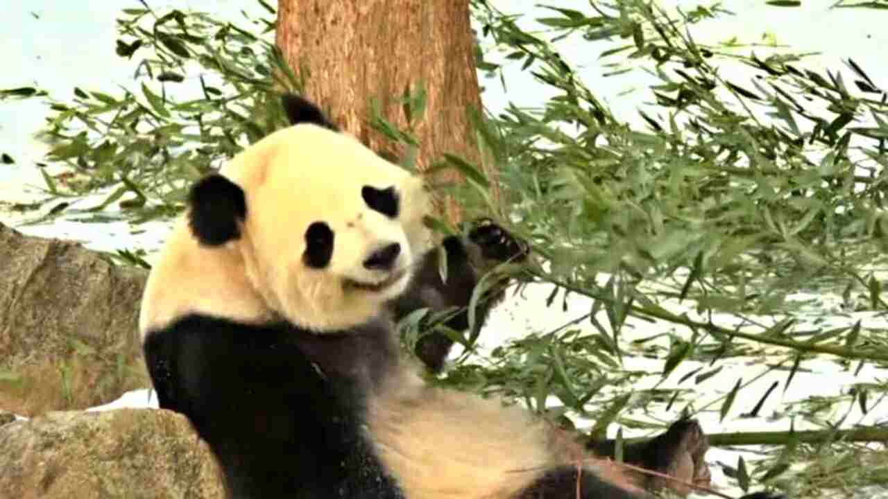 Il debutto dei panda giganti Bao Li e Qing Bao allo zoo di Washington