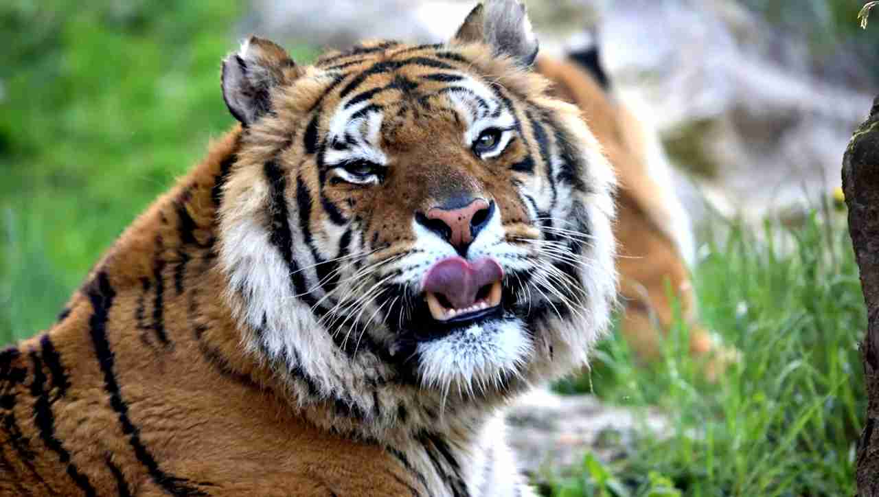 Urina di tigre siberiana in vendita: la polemica scoppia in uno zoo cinese