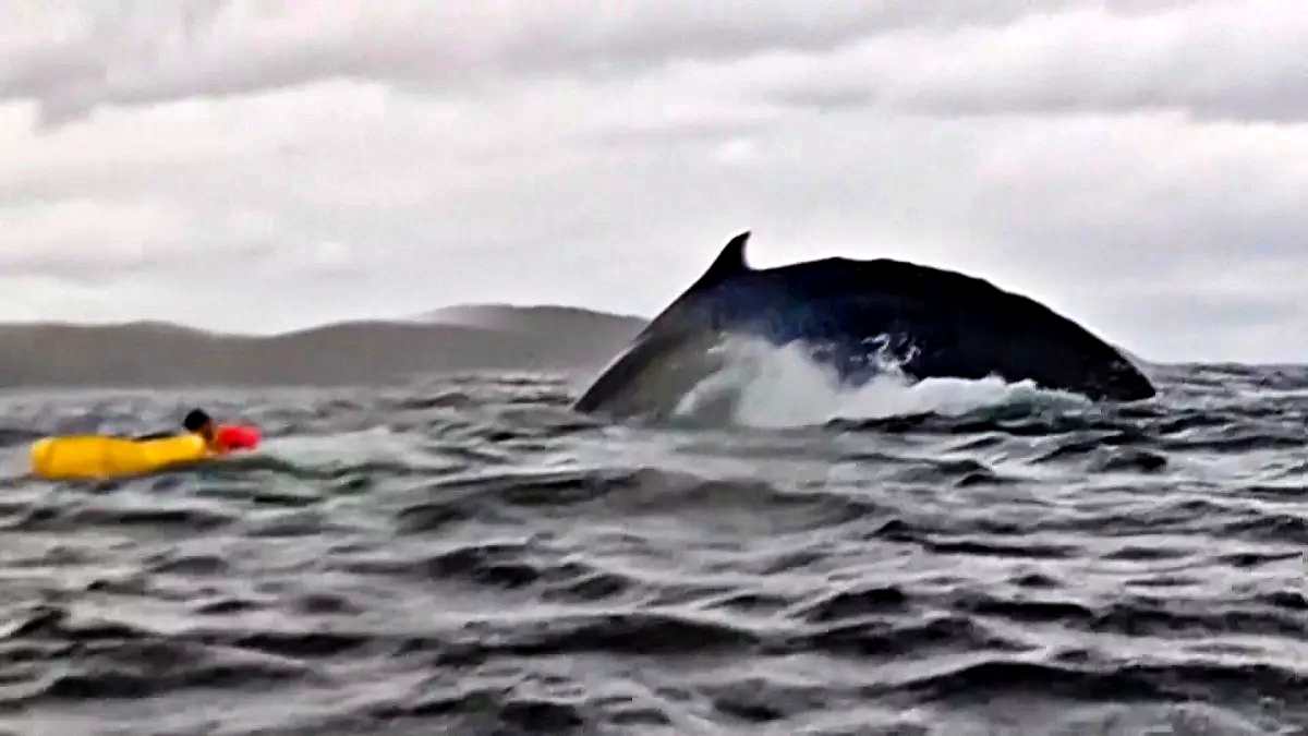 La balena lo inghiotte e poi lo sputa con tutto il kayak